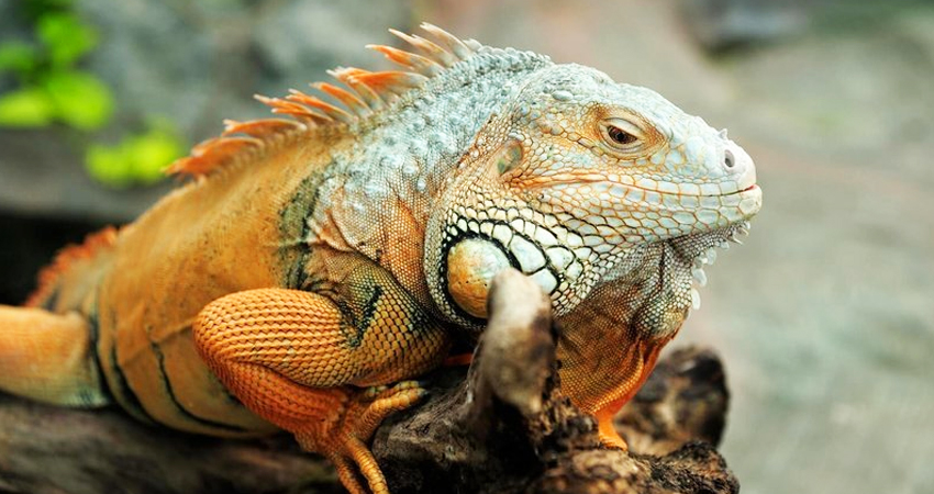 Roatan Iguana Farm Tour