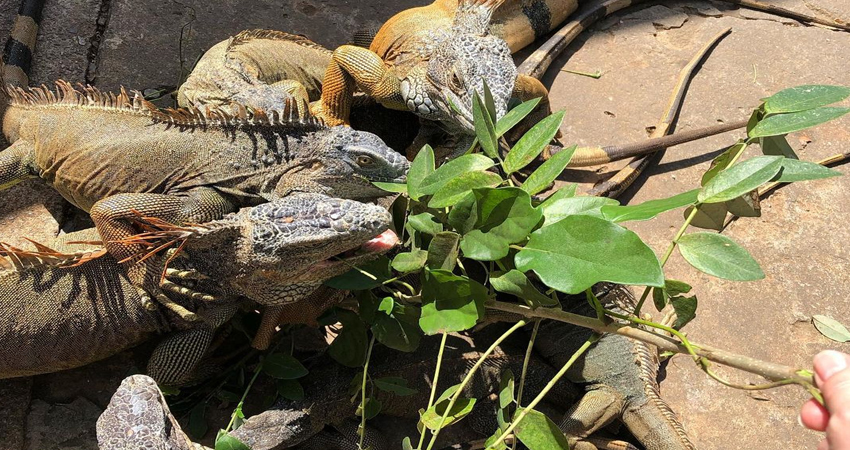 Roatan Iguana Farm Tour