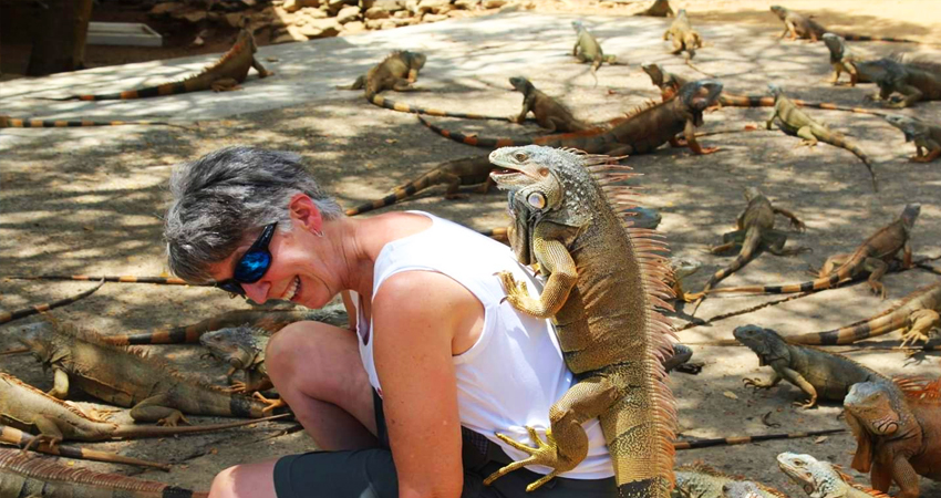 Roatan Iguana and sloth