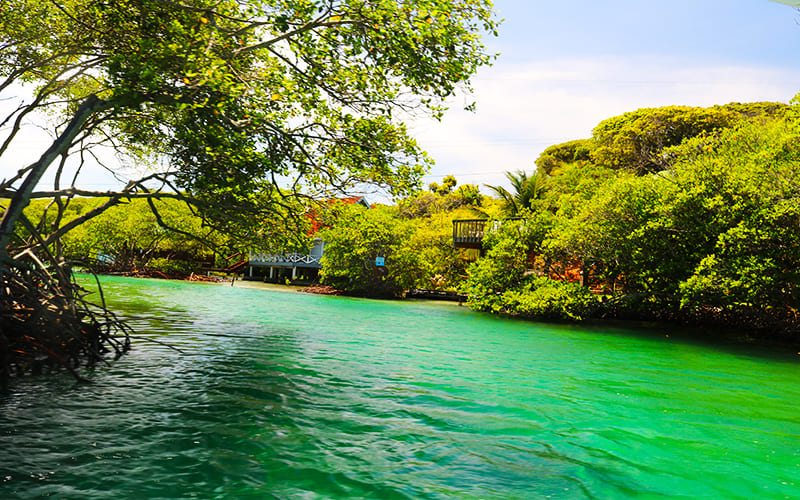 Roatan Mangrove Tunnels