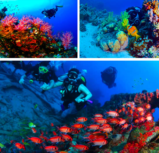 Roatan Fun Diving + Courses