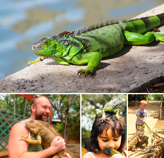 Roatan Arch's Iguana Farm and Island hightlights