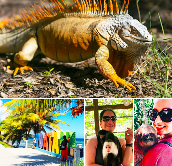 Roatan Iguana Farm + Sloth Encounter