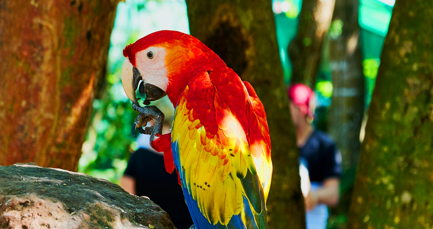 Roatan Zipline and Wildlife Tour