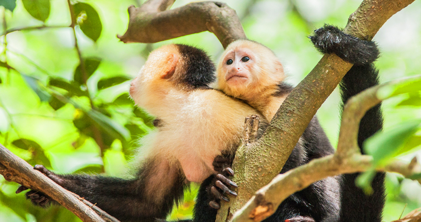 Roatan Zipline and Wildlife Tour