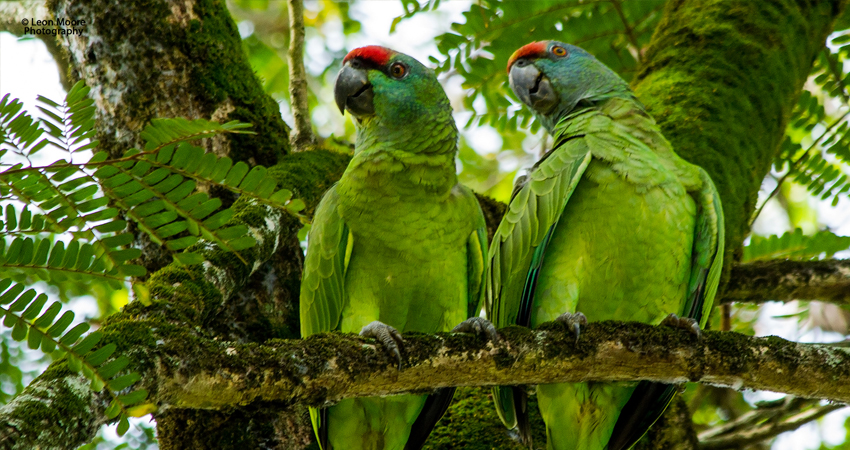 Roatan Zipline and Wildlife Tour