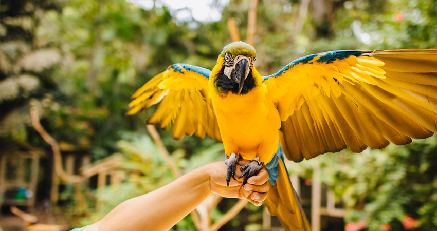 Roatan Zipline and Wildlife Tour